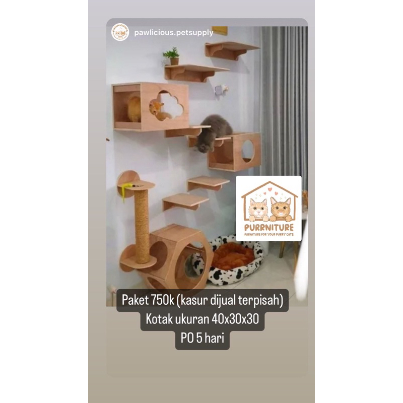 rumah rumahan kucing