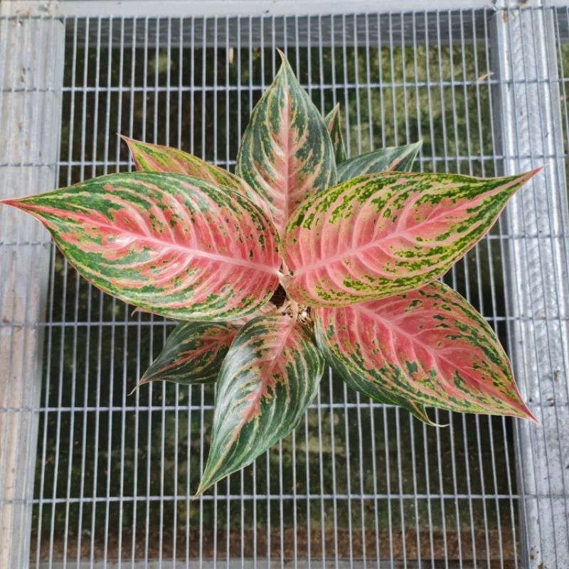 Aglonema Pink Beauty