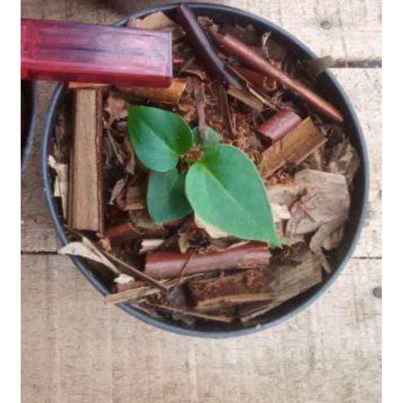 tanaman anthurium king of spades - kuping gajah HU