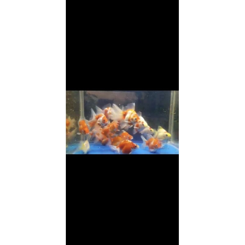 Ikan Mas Koki Ryukin Redwhite