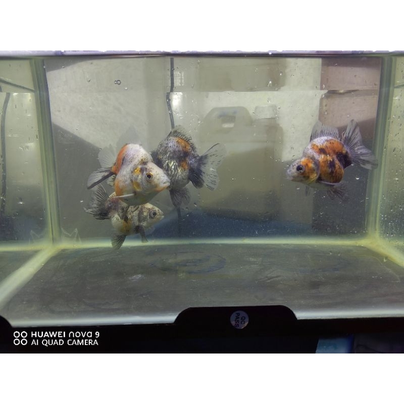 Ikan Mas Koki Ryukin Punuk