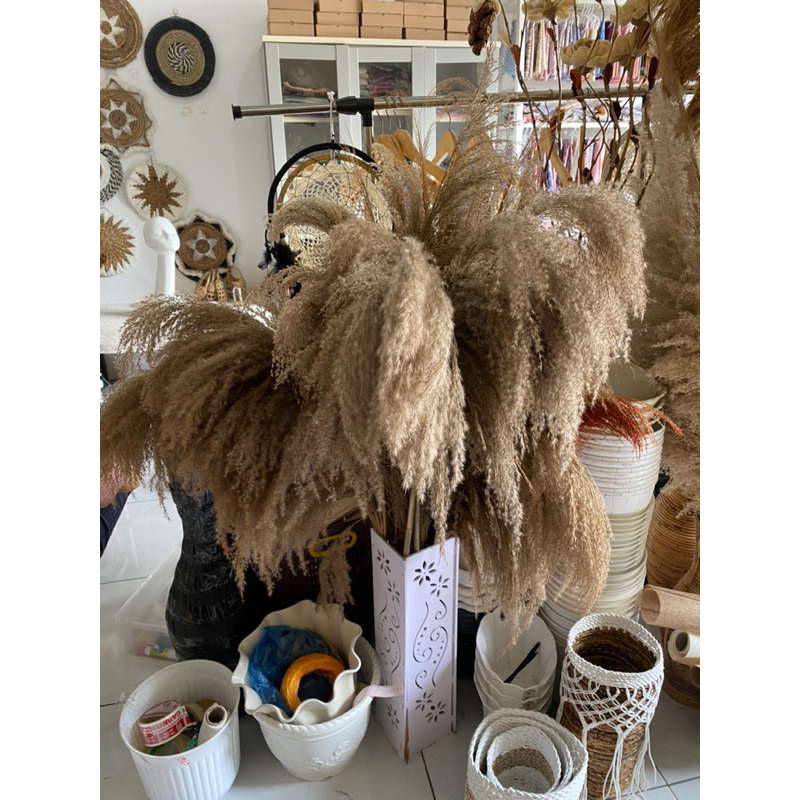 Pampas Bulu tebal lokalan/Pampas Tinggi 1 meter bulu tebal