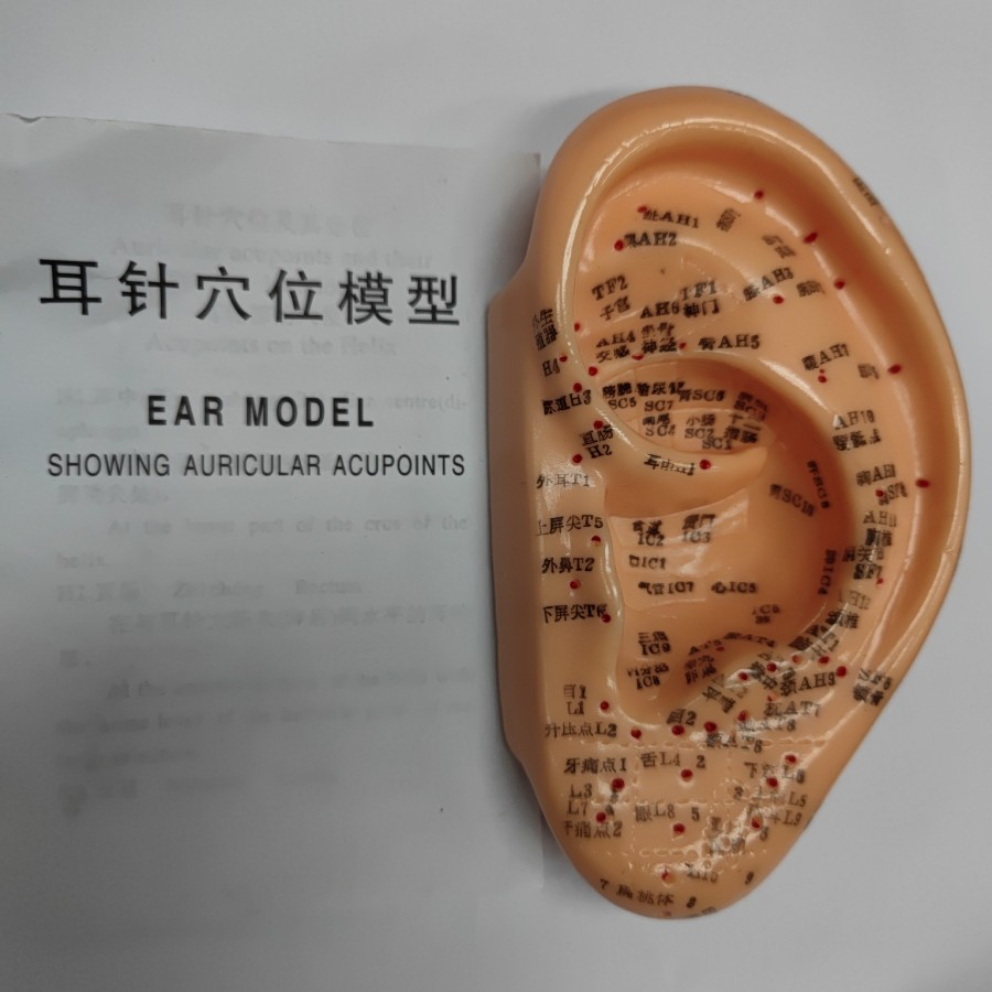 Patung Akupuntur Model Telinga / Manekin Titik Akupuntur Telinga