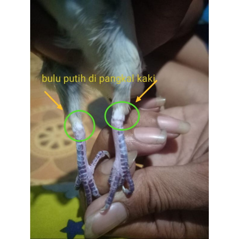 Burung perkutut lokal katuranggan junjung derajat