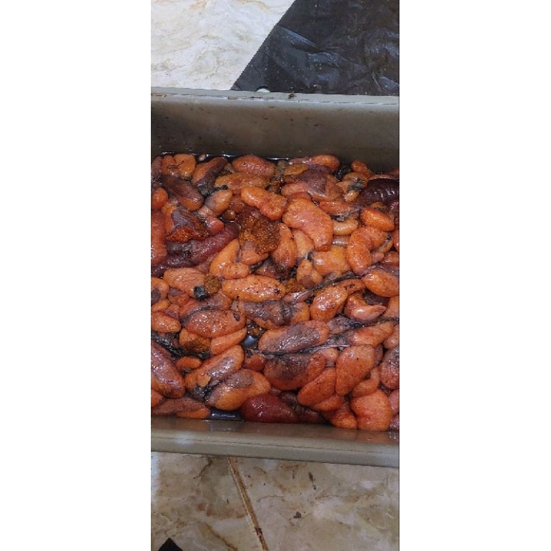 UMPAN MANCING TELUR SAPU SAPU SAKARMUT 250GR MURAH GACOR