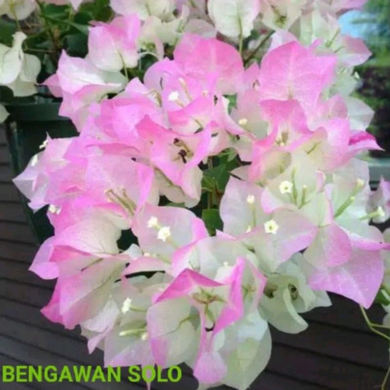 Bougenville Ori bengawan solo