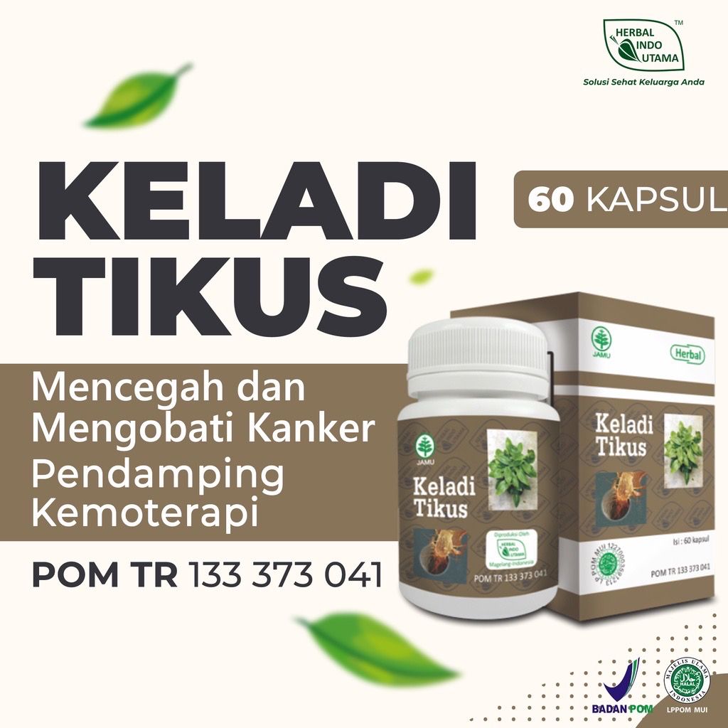 Keladi tikus kapsul | keladi tikus kapsul herbal indo utama | obat kangker Asli 100%