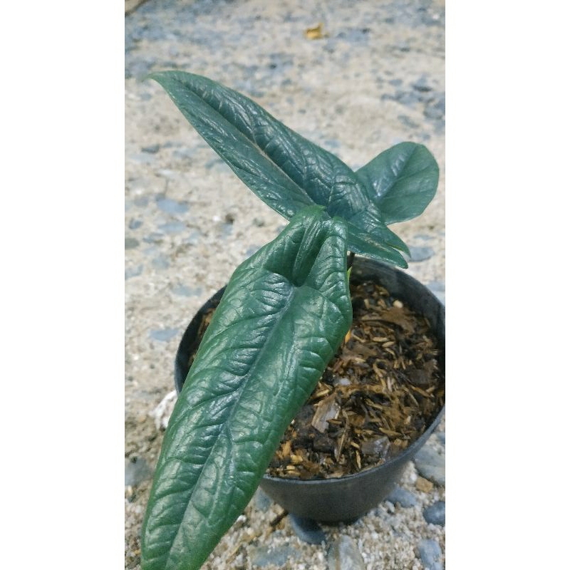 ALOCASIA SCALPRUM SIZE S