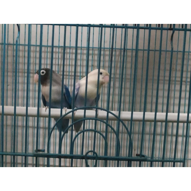 Burung Lovebird Sepasang Produksi BS.Violet x Mangsi Usia: 11 Bulan