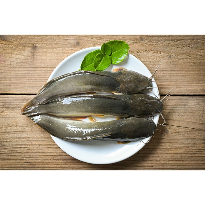 

ikan lele