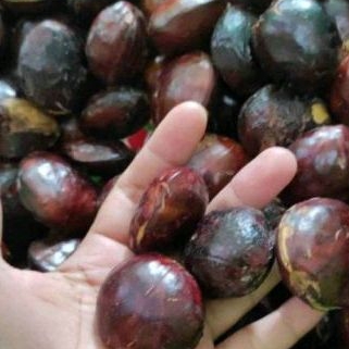 

jengkol tua segar 1000 gram