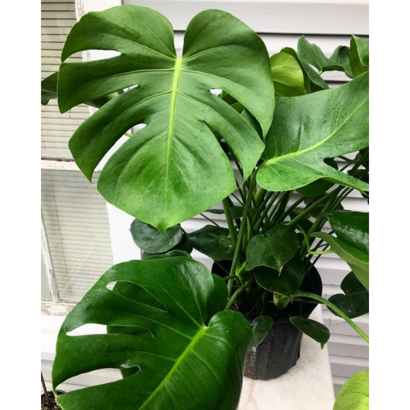 philodendron monstera deliciosa