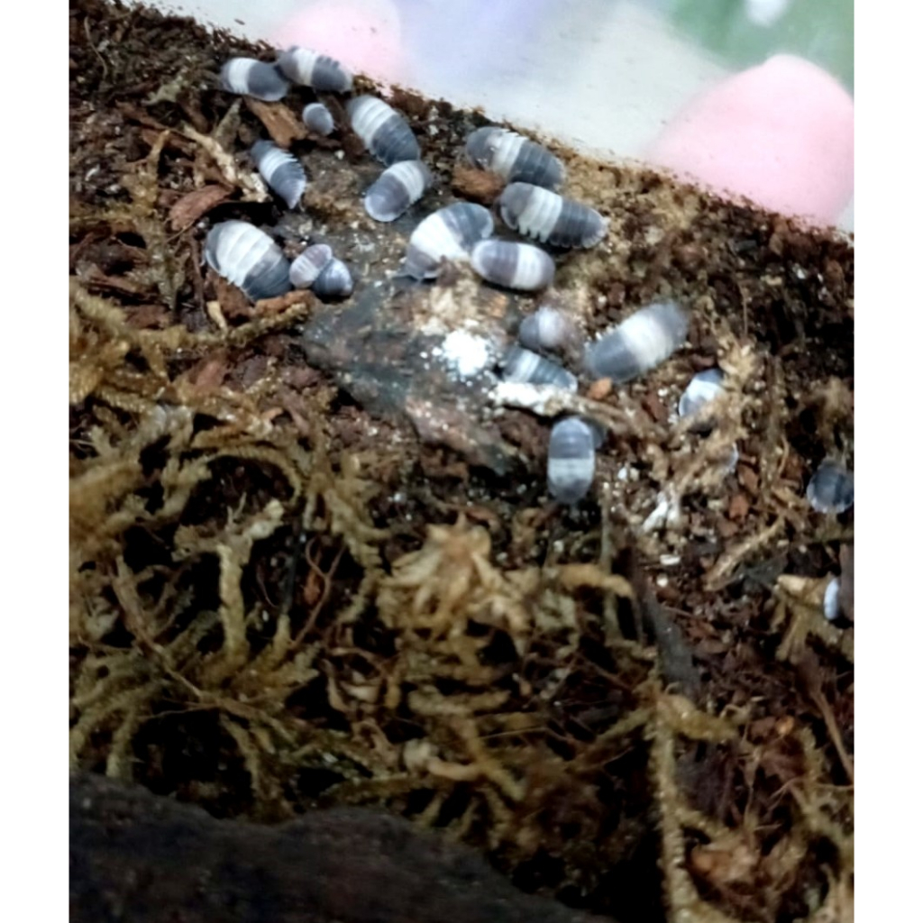 Isopoda Isopod Panda King Isopod Panda King Juve Adult