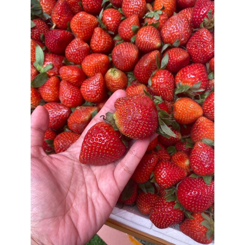 

Strawberry Jumbo