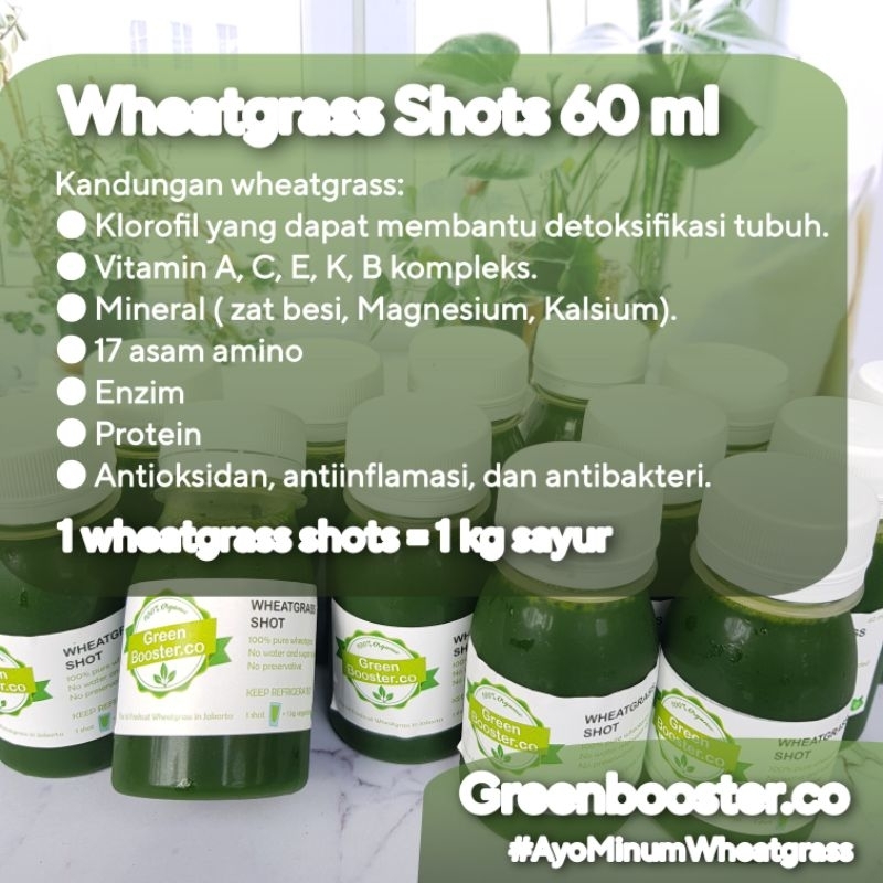 

Jus Wheatgrass 60 ml (rumput gandum siap konsumsi, jus detox) | GreenBooster.co