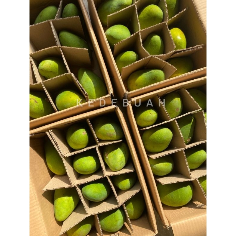 

Mangga Alpukat Bangil Super 1 Dus [5 Kg + Free 1 Kg]