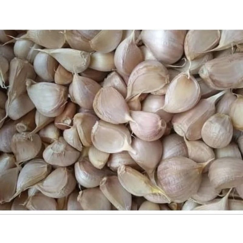 

bawang putih kating - bawang putih sinco