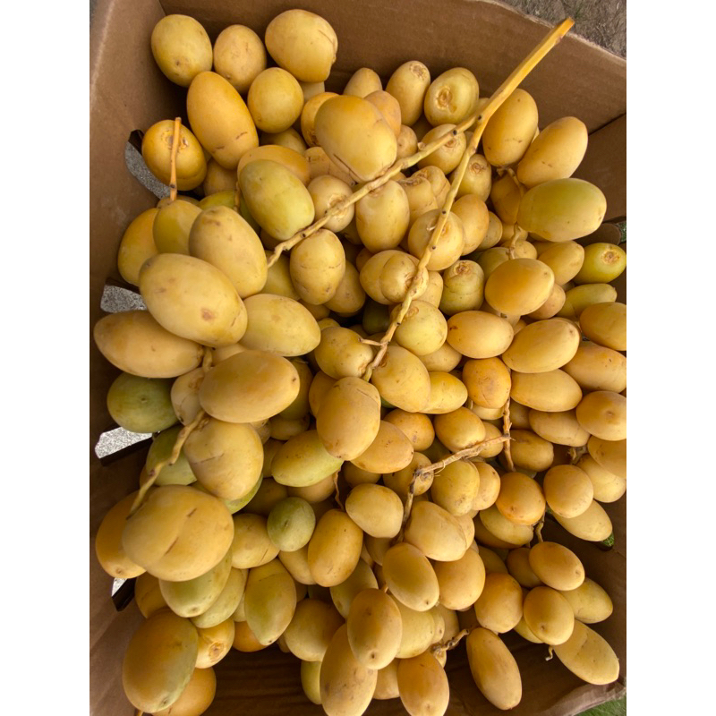 

Kurma Muda