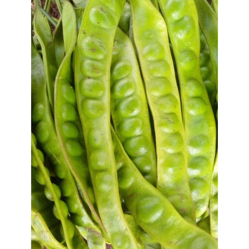 

petai tua/petai lalap