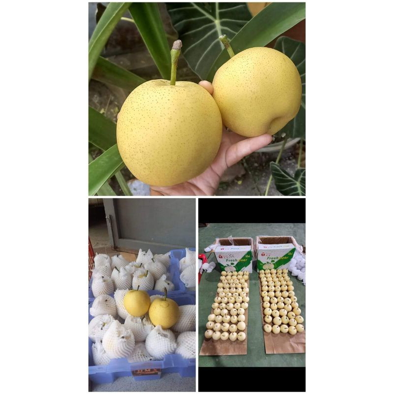 

buah pir madu
