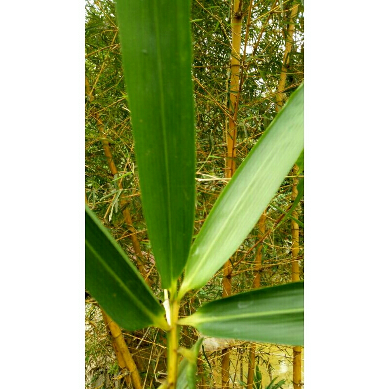 

Daun Bambu kuning segar 250 gram