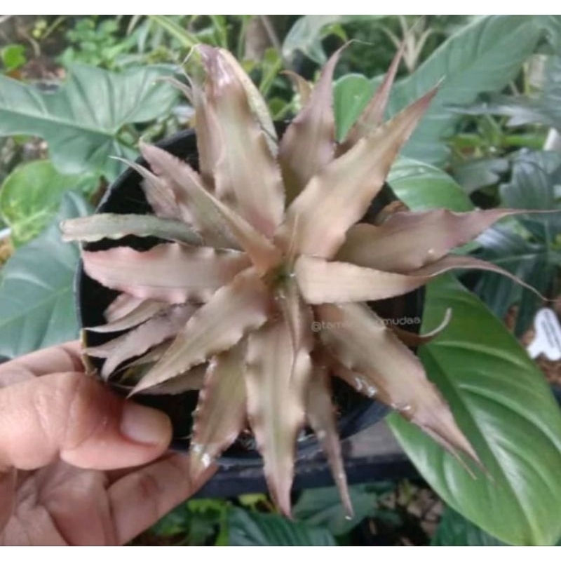 Tanaman Hias Bromelia cryptantus manescale / cryptantus coklat