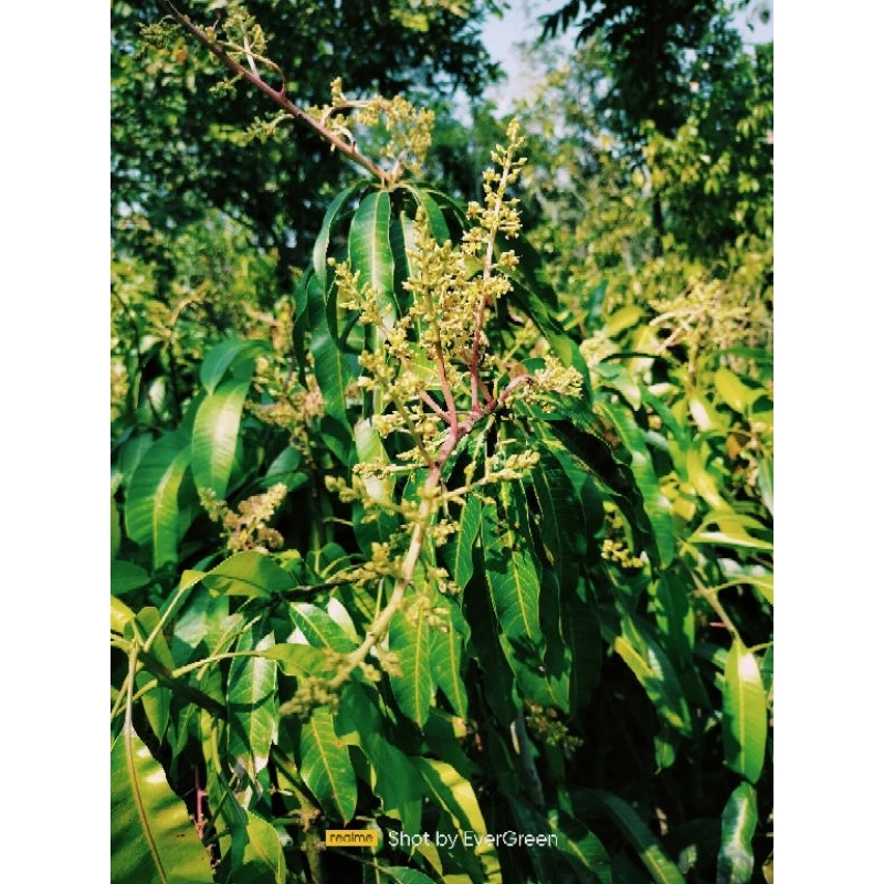 Mangga Sudah berbunga/Berbuah