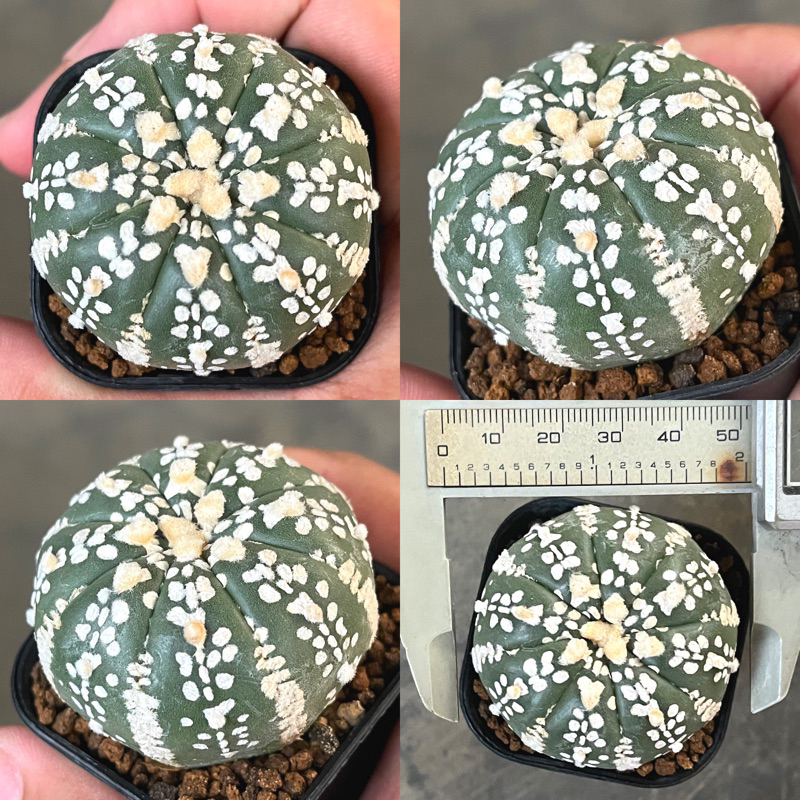 Kaktus Astrophytum Super kabuto Vtype