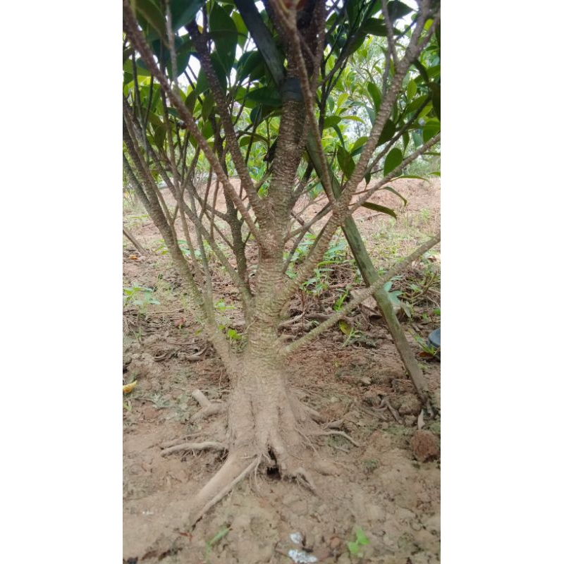 bahan bonsai kimeng pecah batang