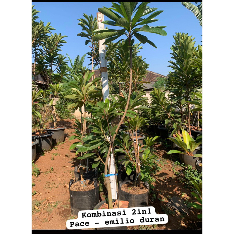 mamey sapote sambung susu kombinasi