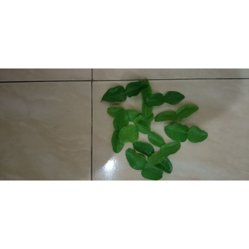 

DAUN JERUK PURUT FRESH