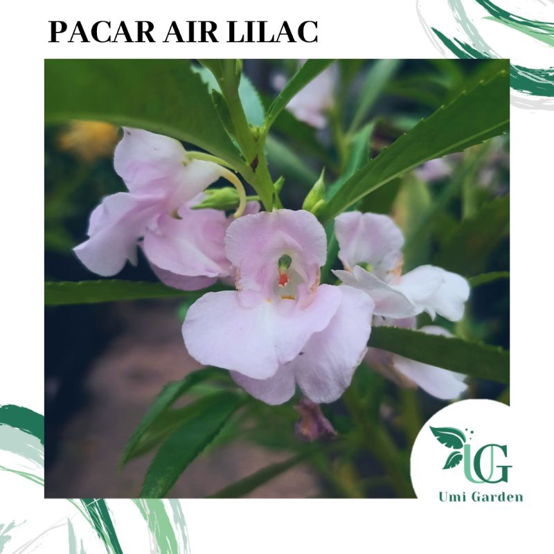 10 Biji Benih Bunga Pacar Air Lilac Selapis Impatiens Balsamina