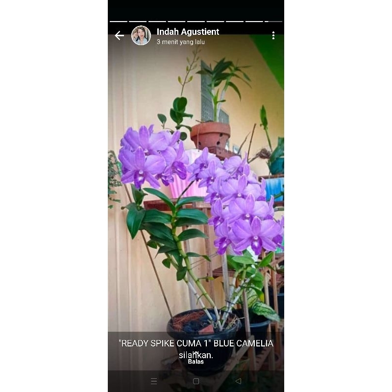 anggrek dendro paket  jumbo