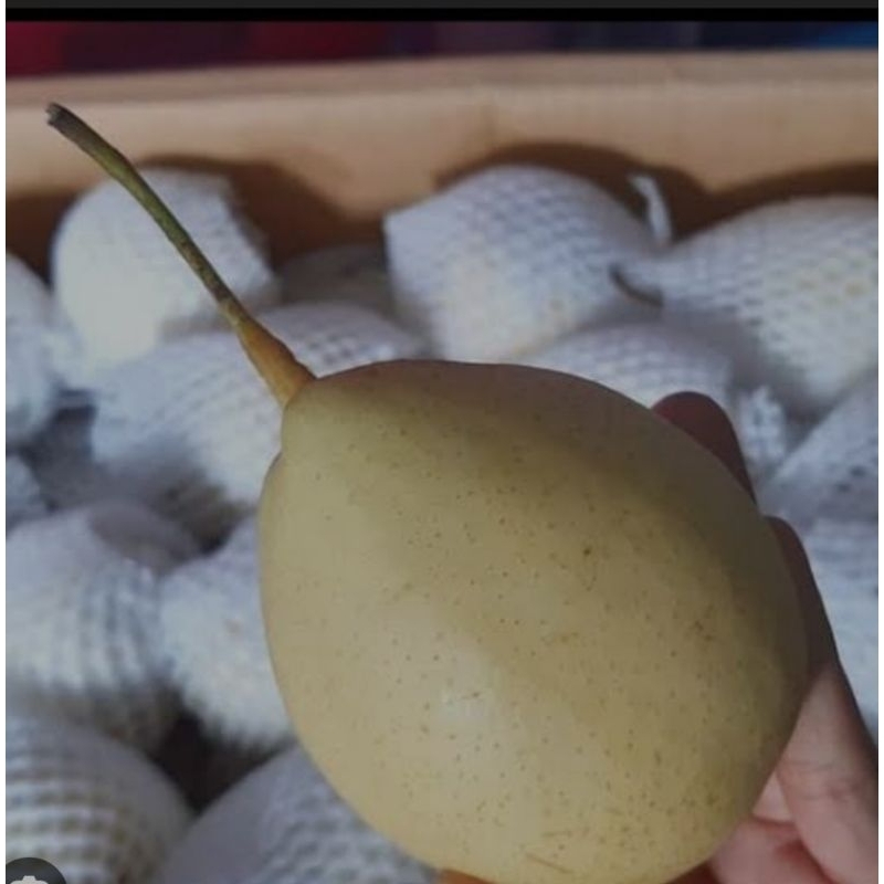 

Pear Yalie Pir Yali Manis 1 Kg