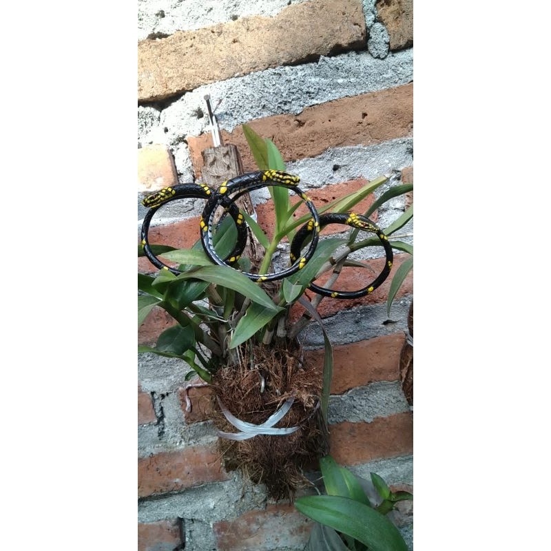 gelang akar Bahar ukir ular weling