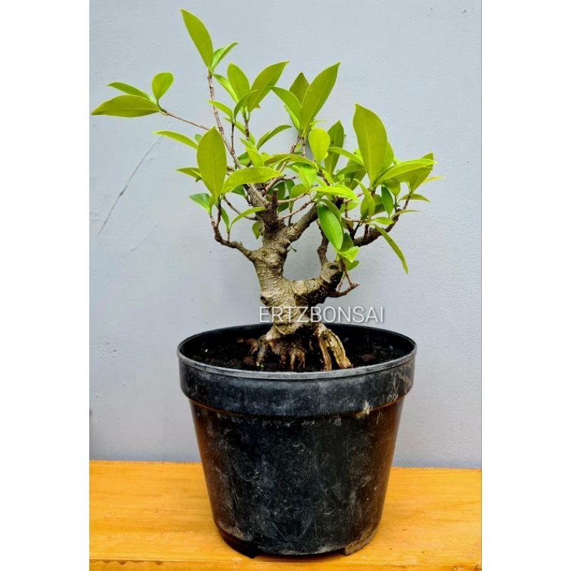 BONSAI FICUS RETUSA MAME PROSPEK REAL PICT