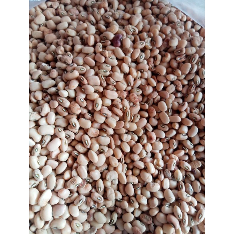 

kacang tolo/ kacang tunggak