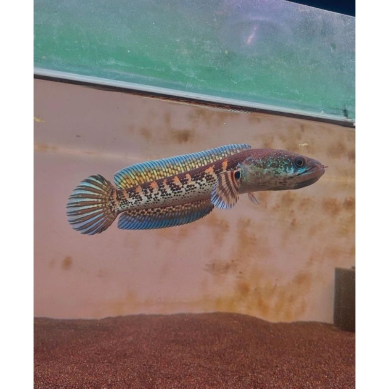 Chana Auranti/chana india Original 100% size 10-16cm Sortiran terbaik