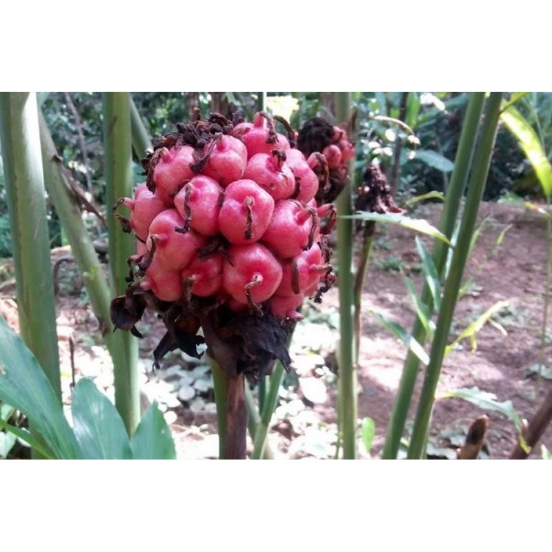 

Buah Honje Kecombrang Laka Merah