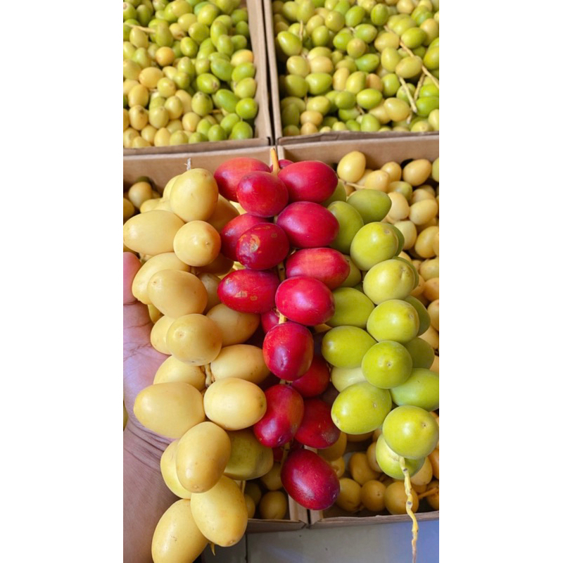 

READY! KURMA MUDA PROMIL KUNING BARHEE FRESH NO FROZEN!