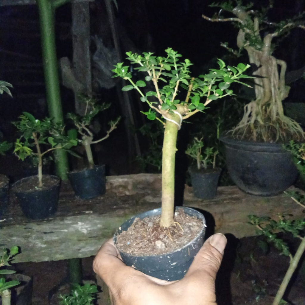 bonsai sancang siap pajang