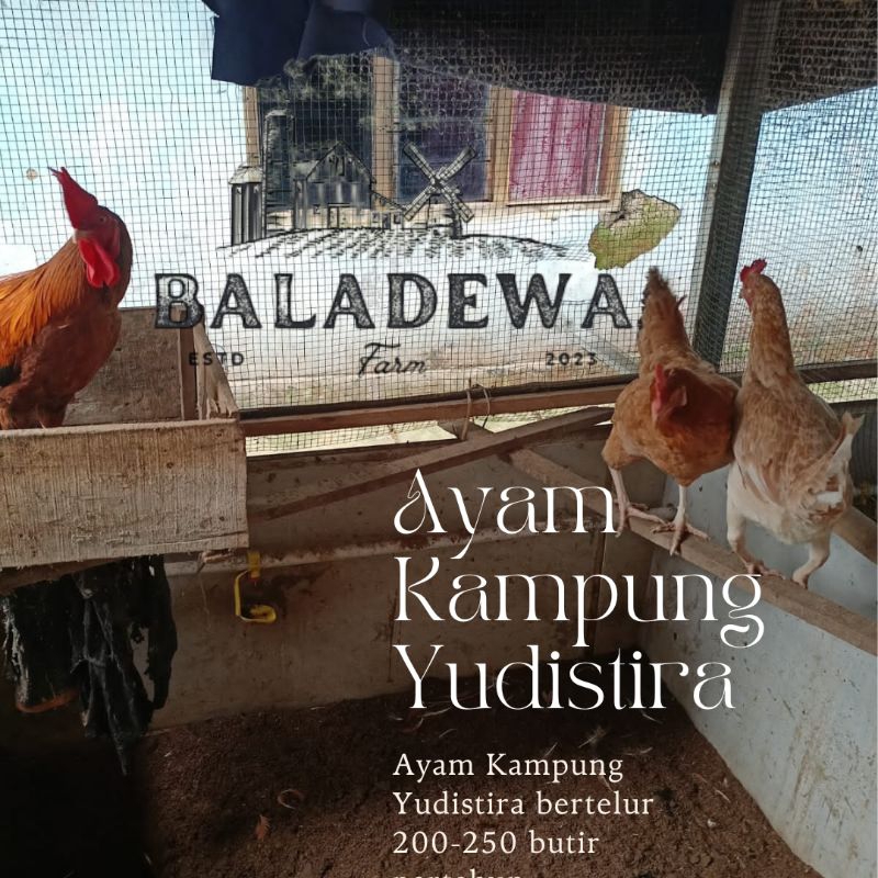 

Telur Ayam Kampung Yudistira