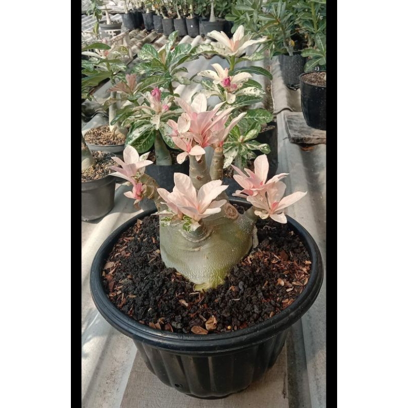 Adenium Varigata size A-B