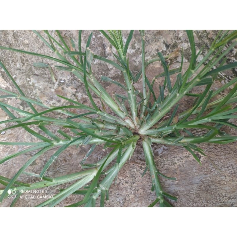 

rumput belulang asli segar per 250.GRM