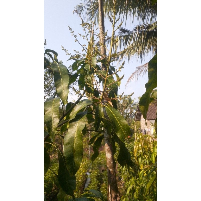 GRATIS PACKING KAYU Tabulampot Berbunga Mangga Mahatir