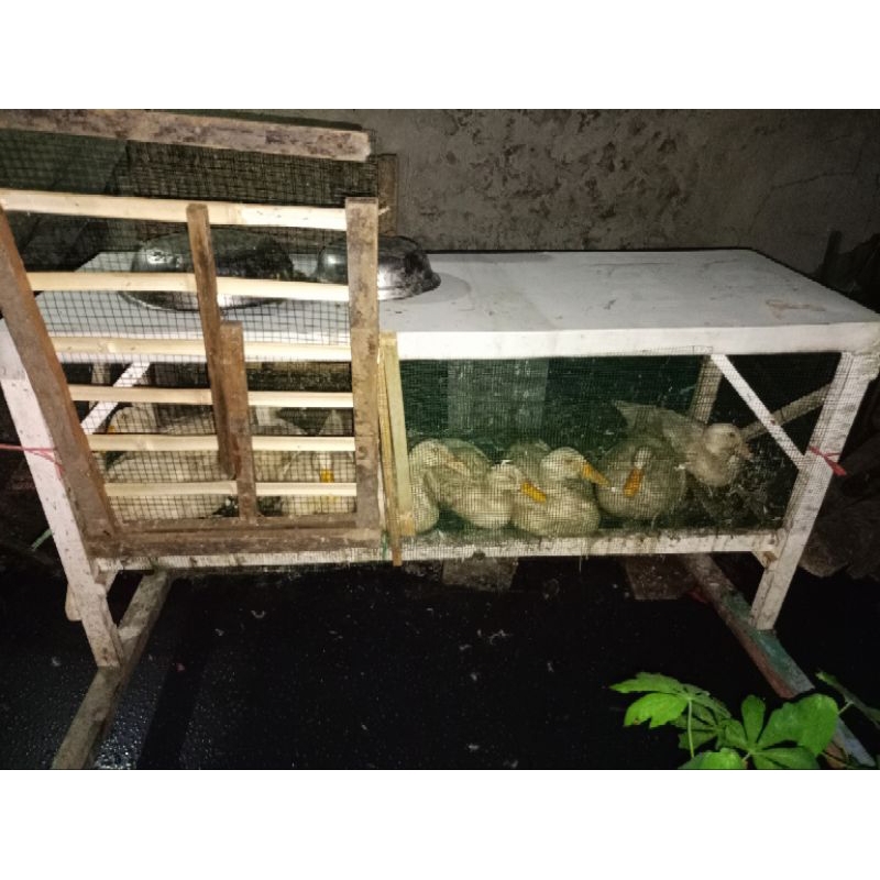 

Bebek Peking Super SBY