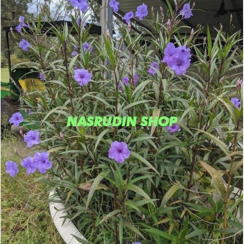 BIBIT KENCANA UNGU ASLI / BIBIT STEK KENCANA UNGU / Ruellia simplex Fresh