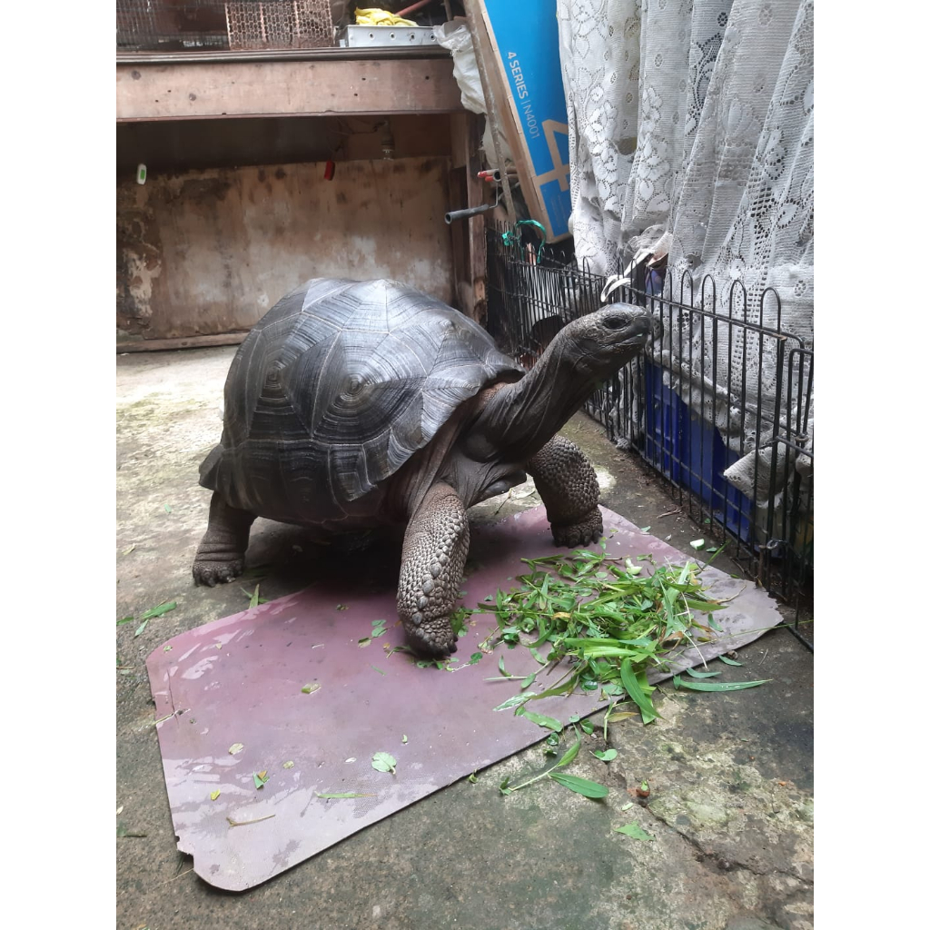 aldabra 52cm jantan