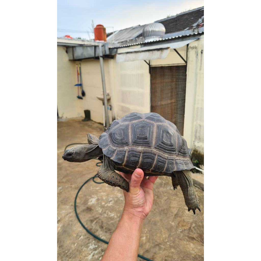 Aldabra 25cm jantan