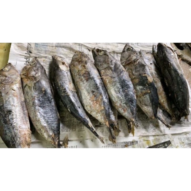 

Ikan cuek tongkol 1 ekor